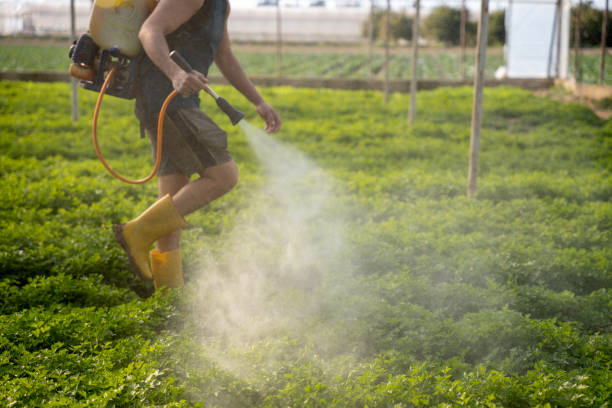 Best Termite Control Services  in Penngrove, CA